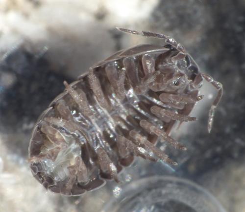 Réf. 275 510 : Armadillidium sp.